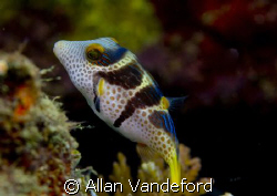 Colorful Toby found at Asphalt Pier in Buton, South Sulaw... by Allan Vandeford 